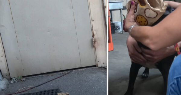 Behind This Door At The Shipping Yard Was A Pit Bull Left To Fend For Himself