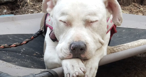 Being Dumped On The Freeway Was The Best Thing To Happen To This Pit Bull
