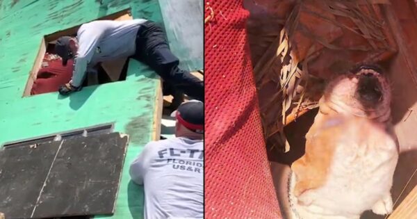 Beneath The Rubble Of A Collapsed Building Was A Dog Crying Out For Help