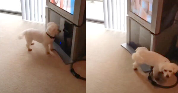 Bichon Sees His Reflection In The TV Stand For The First Time, Asserts Dominance