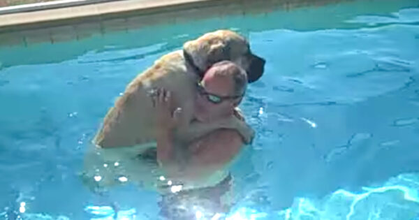 Big Dog’s Afraid Of The Water, But Daddy Lends A Helping Hand For Sampson
