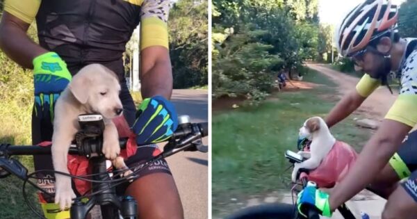 Bikers See A Car Dump A Bag, Puppy Runs Over To Them For A Ride
