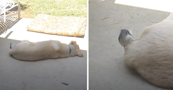 Bird Swoops In On Unsuspecting Dog To Gather Fur To Build A Nest