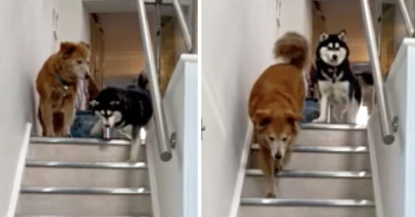 Blind Husky Is Afraid To Go Down The Steps Until Her Brother Leads The Way