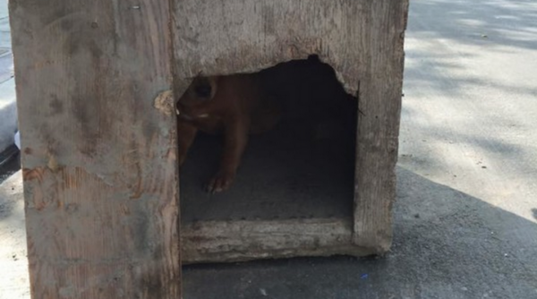 Boarded-Up Doghouse Was Found And Pried Open On Side Of The Road
