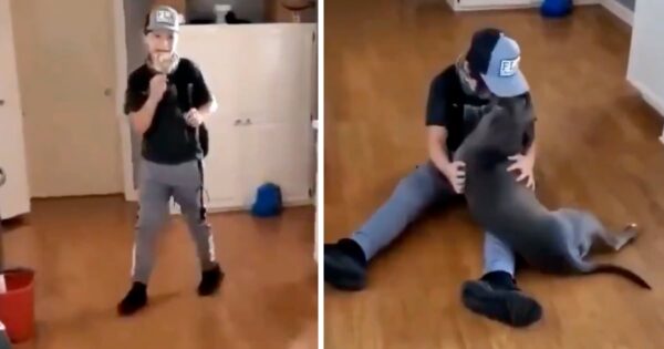 Boy Comes Home From School To See His Dog He Thought Was Gone Forever