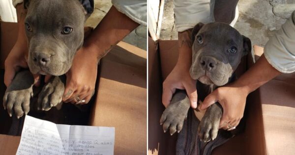 Boy Leaves Injured Pup Outside Shelter In A Box To Save Him From Abusive Father