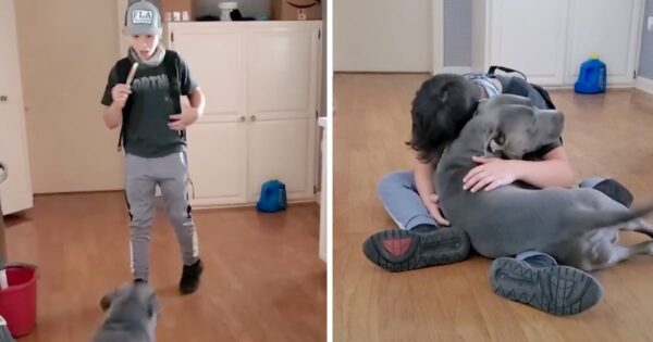 Boy Sees The Dog He Thought Was Gone For Good, Breaks Down