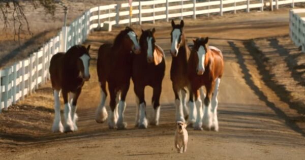 Budweiser Clydesdales And Puppy Friend Are Back Together In Reunion Commercial
