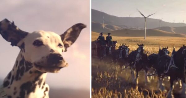 Budweiser Super Bowl Ad Features The Clydesdales And One Happy Pooch