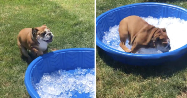 Bulldog Goes Bananas When Presented With An Ice Pool