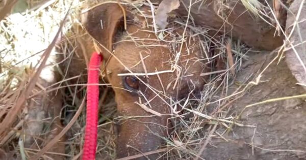 Buried Mama And Her Puppy Could Only Wait As A Bulldozer Ran Across The Field