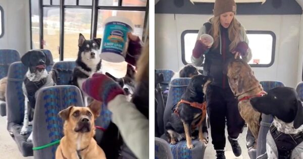 Bus Full Of Dogs Sit Patiently As They Go On Their Adventures Together