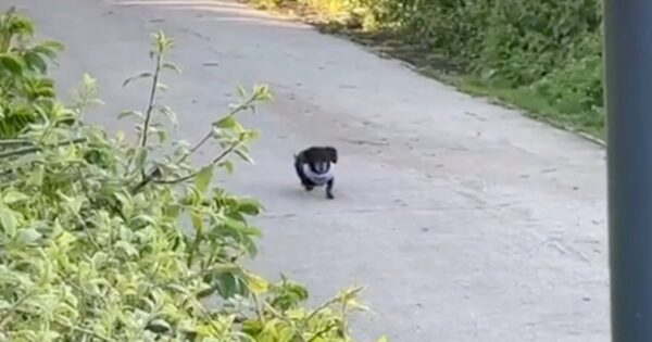 Buster The Dachshund Has One Speed And A Certain Stride To His Stroll