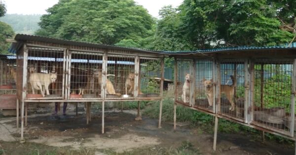 Caged With Nowhere To Move, These Dogs Didn’t Know Life As A Pet
