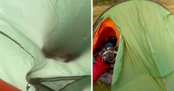 Campers Are Startled Awake By Some Wild Animals Chewing At Their Tent