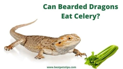 Can Bearded Dragons Eat Celery?
