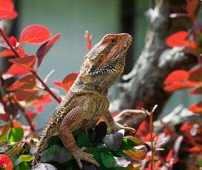 Lizard, Bearded Dragon, Reptile, Animal