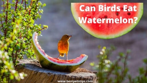 Can Birds Eat Watermelon? All You Need To Know