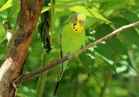 Budgie, Bird, Animal, Beak, Food