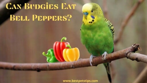 Can Budgies Eat Bell Peppers? All You Need To Know