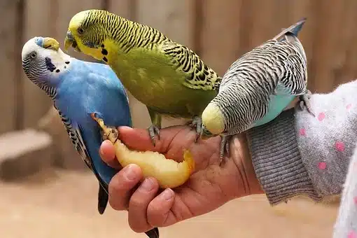 Budgies, Bird, Animal, Beak, Food