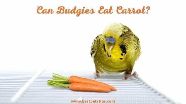 Can Budgies Eat Carrot? All You Need To Know