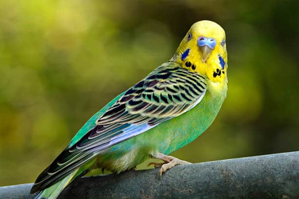 Budgies