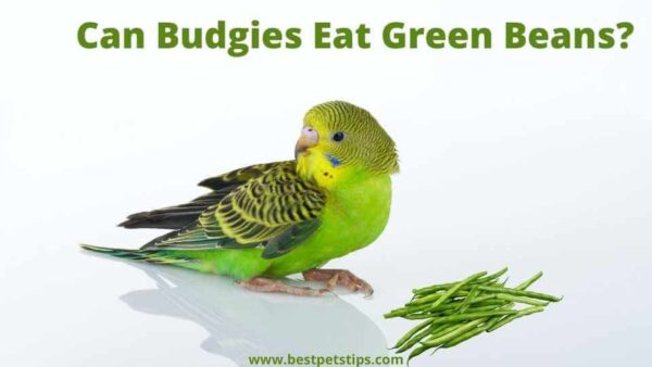 Can Budgies Eat Green Beans? All You Need To Know