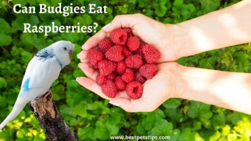 Can Budgies Eat Raspberries? All You Need To Know!