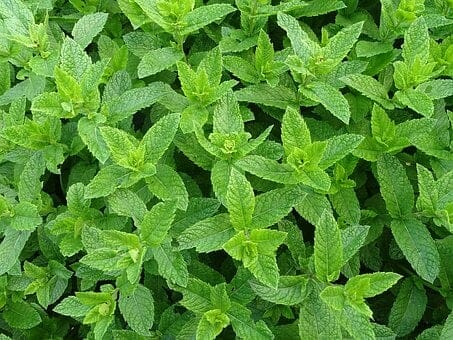 Moroccan Mint, Teeminze, Peppermint