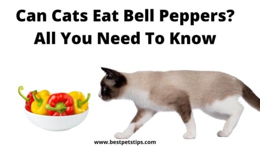 Can Cats Eat Bell Peppers? All You Need To Know