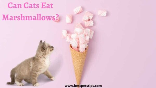Can Cats Eat Marshmallows? All You Need To Know