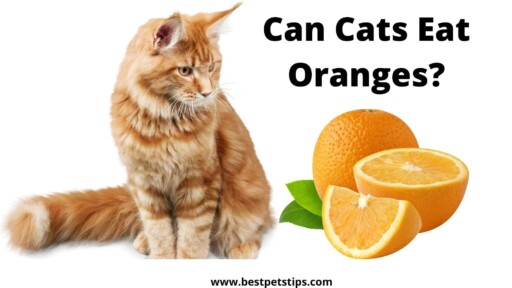 Can Cats Eat Oranges?