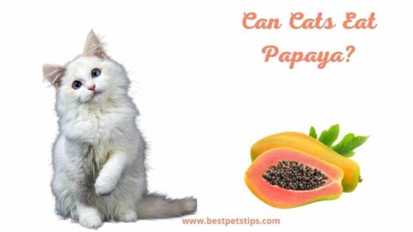 Can Cats Eat Papaya? All You Need To Know