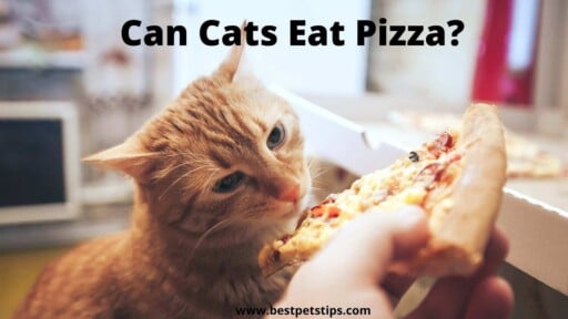 Can Cats Eat Pizza? All You Need To Know