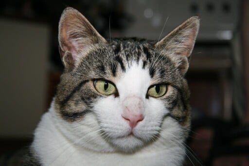 Can Cats Eat Radishes