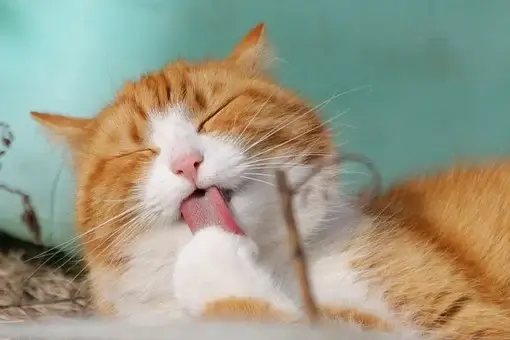 Cat, Pet, Licking, Animal, Tabby Cat