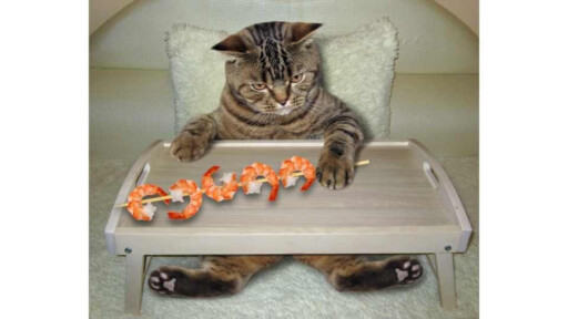 Can Cats Eat shrimp