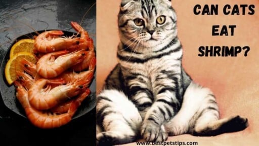 Can Cats Eat Shrimp? All You Need To Know