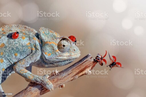 Green chameleon Green chameleon - Stock Image chameleon toung stock pictures, royalty-free photos & images
