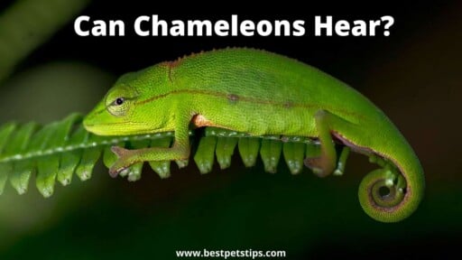 Can Chameleons Hear? All You Need To Know