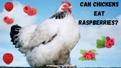 Can Chickens Eat Raspberries? All You Need To Know!