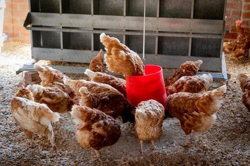 Hens eating from a bucket 