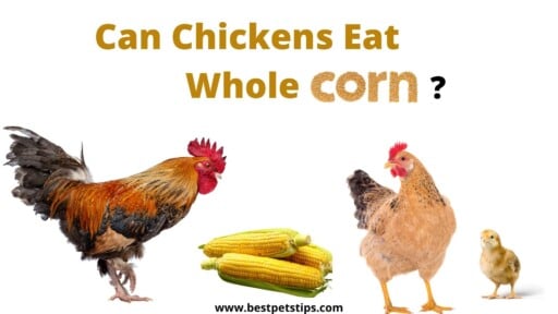 Can Chickens Eat Whole Corn?