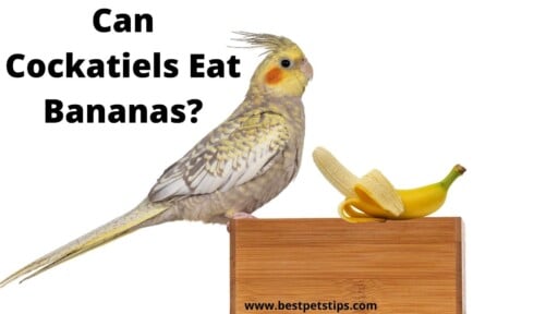 Can Cockatiels Eat Bananas? All You Need To Know