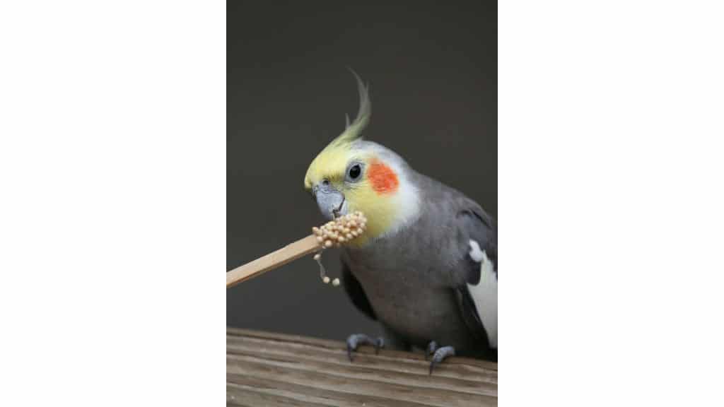 Cockatiel eating