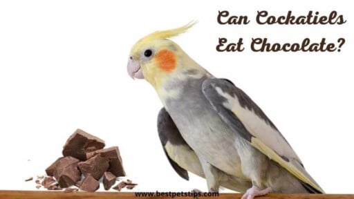 Can Cockatiels Eat Chocolate? All You Need To Know About Cockatiels Eating Chocolate