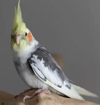 Cockatiel, Parrot, Bird, Pet, Animal