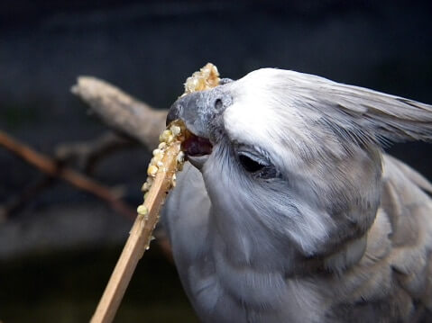 A cockatiel snacking on birdseed